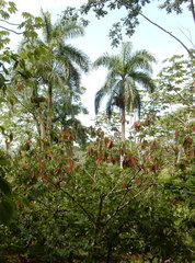 Roystonea borinquena