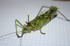 Championica montana
