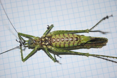 Championica montana