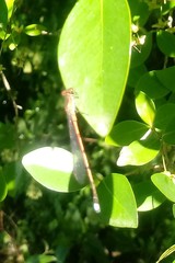 Oxyagrion
