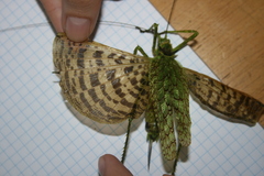 Championica montana