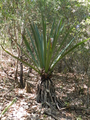 Furcraea longaeva