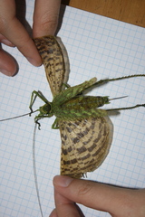 Championica montana