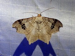 Macaria promiscuata