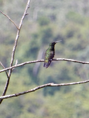 Anthracothorax dominicus