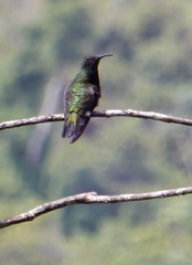 Anthracothorax dominicus
