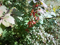 Berberis × ottawensis