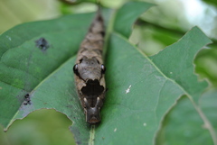 Charaxinae