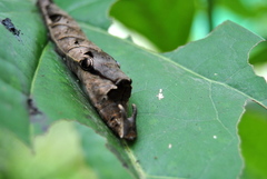 Charaxinae