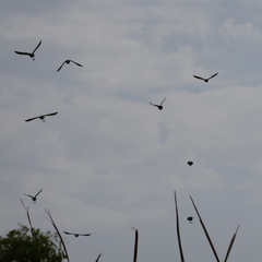 Xanthocephalus xanthocephalus