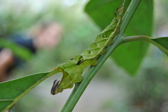 Charaxinae