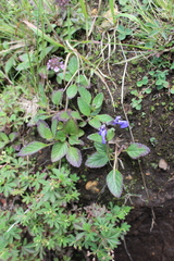 Salvia prunelloides
