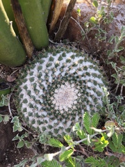 Mammillaria chionocephala