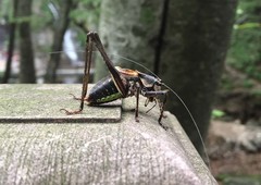 Paratlanticus ussuriensis