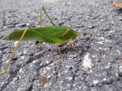 Sinochlora longifissa