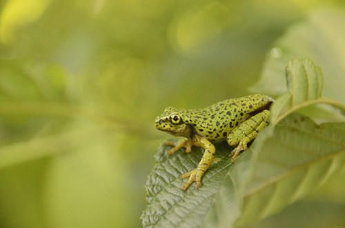 Porthole tree frog