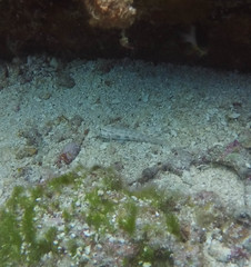 Gnatholepis thompsoni