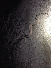 Crotalus cerastes laterorepens