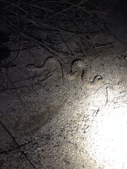 Crotalus cerastes laterorepens