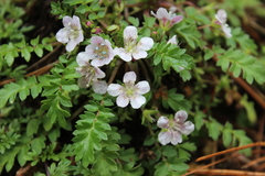 Phacelia platycarpa