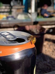 Vespula germanica