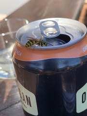 Vespula germanica