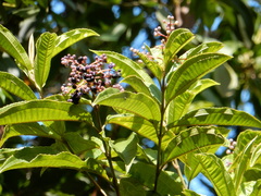 Miconia prasina