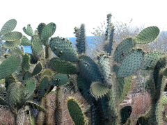 Opuntia galapageia profusa
