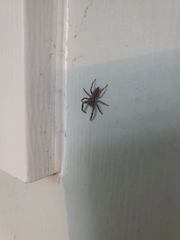 Platycryptus undatus