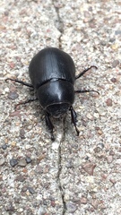 Dyscinetus
