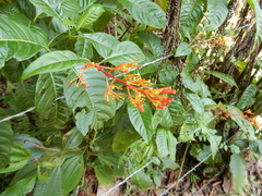 Palicourea crocea