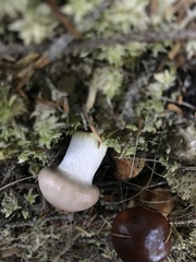 Gomphidiaceae