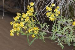 Senecio eremophilus