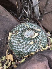 Mammillaria chionocephala