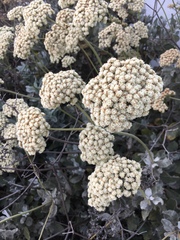 Eriogonum giganteum