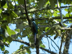 Trogon mexicanus