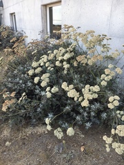 Eriogonum giganteum