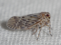 Cedusa maculata