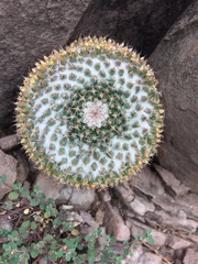 Mammillaria chionocephala