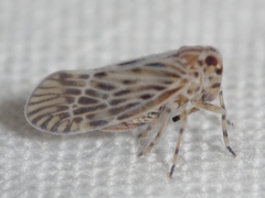Cedusa maculata