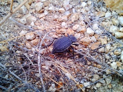 Philolithus morbillosus