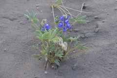 Lupinus pusillus