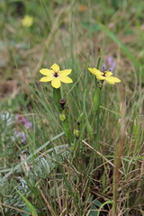 Sisyrinchium conzattii