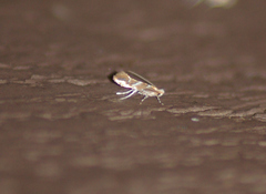 Cameraria australisella