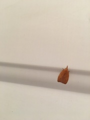 Cenopis diluticostana