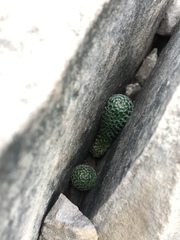 Mammillaria chionocephala