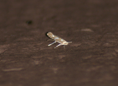 Cameraria australisella