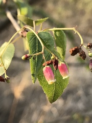 Jatropha cordata