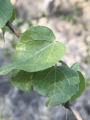 Jatropha cordata