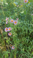 Symphyotrichum novae-angliae